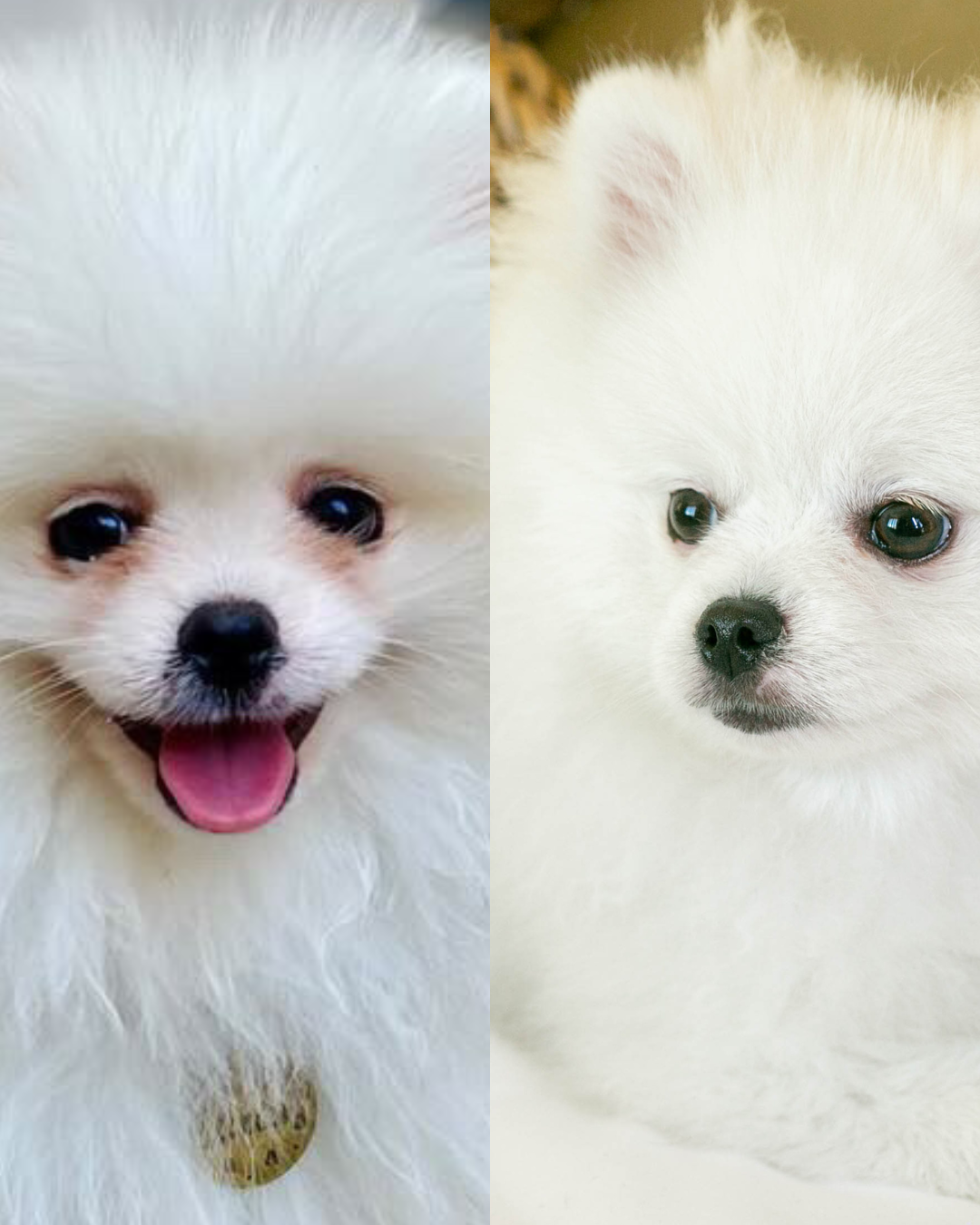 Masco Beauty – Produtos de higiene - Cão por atacado – Power Eyes - Limpador para Olhos de Pets1