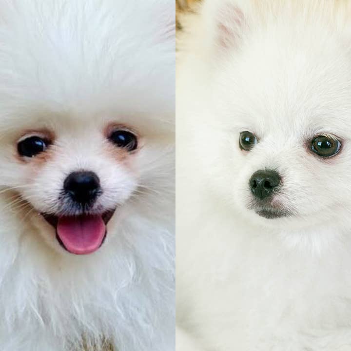 Masco Beauty - Vendita all'ingrosso Strumento per la toelettatura del pelo - Cani - Detergente per occhi per animali domestici «Power Eyes»1