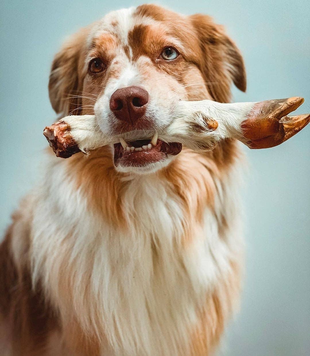 Naked Beasts, Inc. - Wholesale Pet Treats - Dog - Sheep Trotter - Limited Edition3