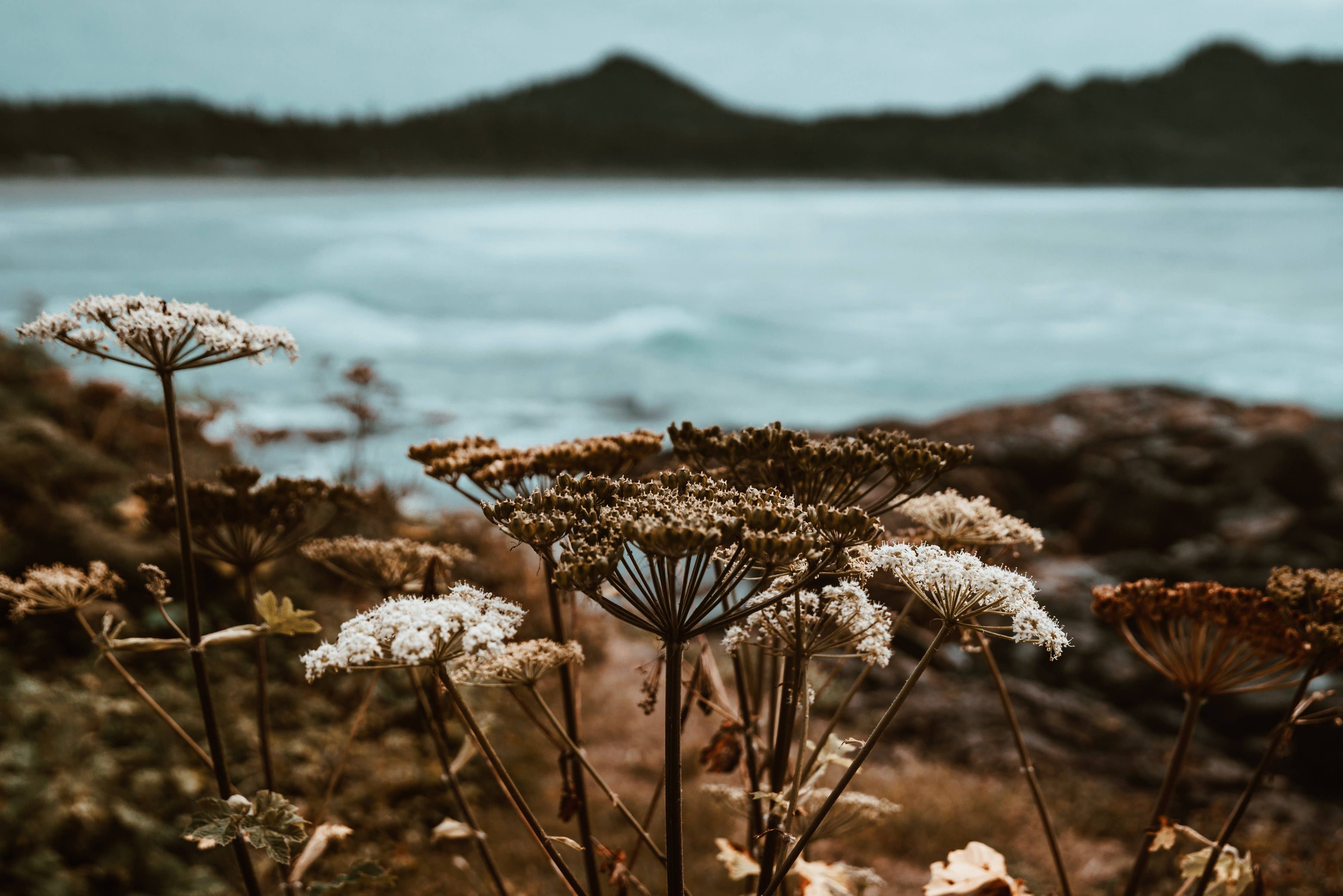 PetalCraft - Wholesale Oral Supplement/Vitamin - Flower Remedy - Heartbreak No.81