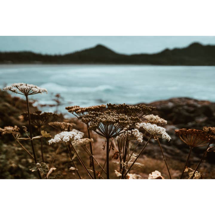 PetalCraft - Wholesale Oral Supplement/Vitamin - Flower Remedy - Heartbreak No.81