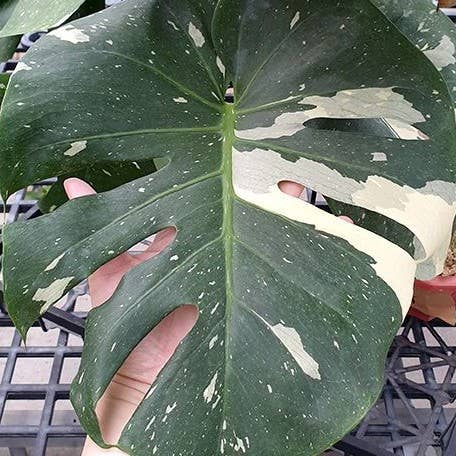 OrchidBox – Großhandel Pflanzen – Monstera deliciosa 'Thai Constellation' panaschiert 2,5"1