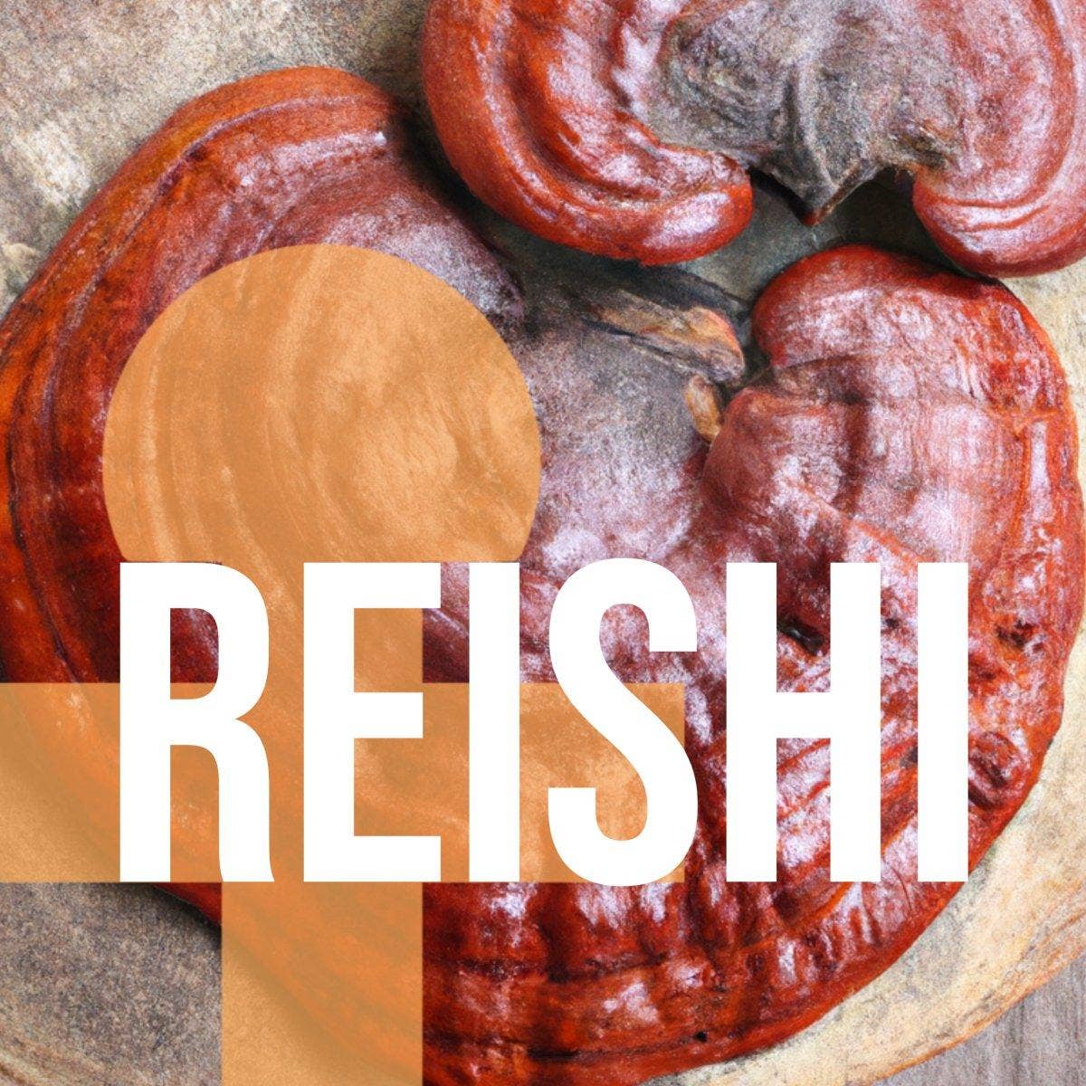 Vesper Mushrooms - Wholesale Oral Supplement/Vitamin - Reishi - Rest - Liquid Double Extract with Wild Huckleberries (2oz./60ML)6