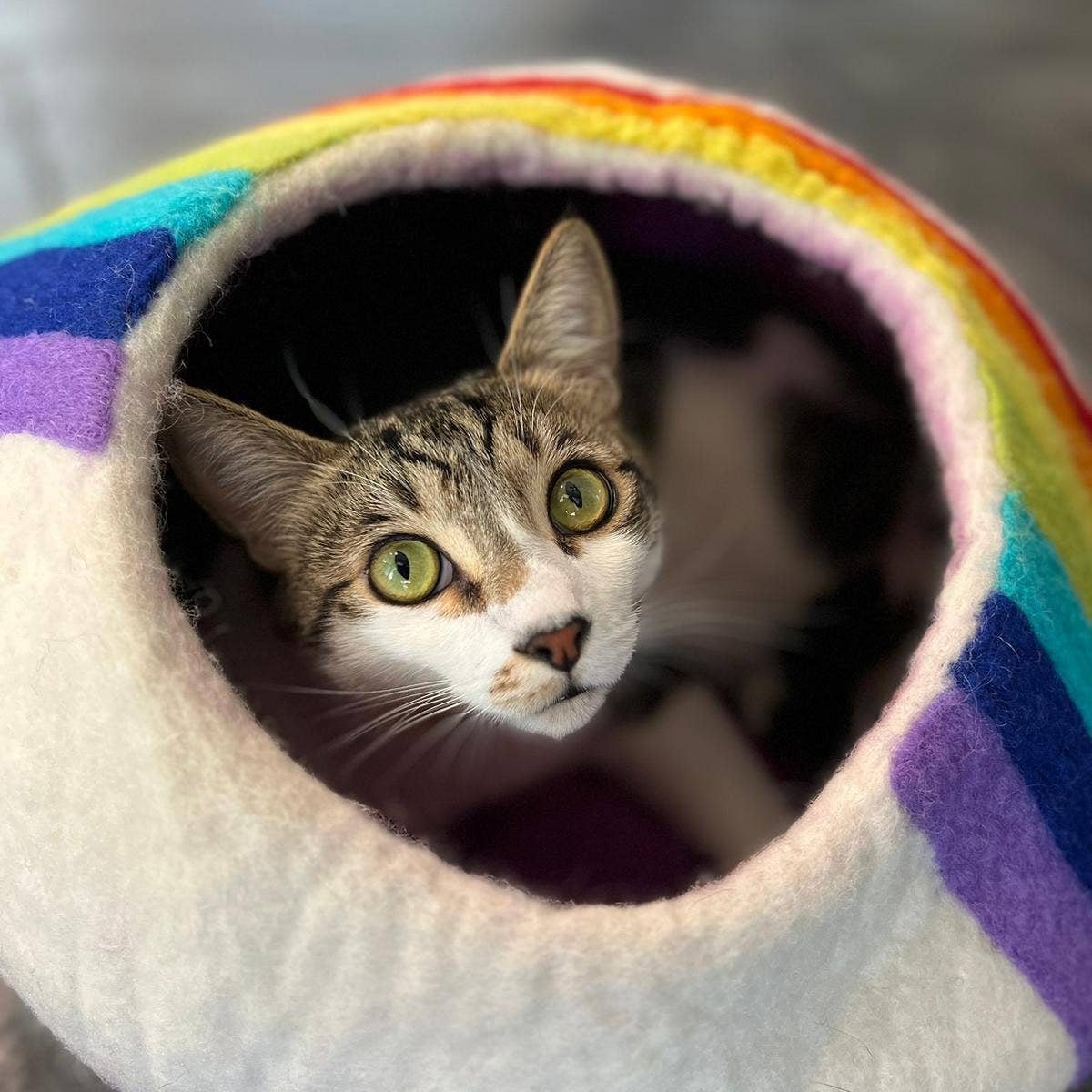Friendsheep - Wholesale Pet Cave - Cat/Dog - Felt Wool Cat Cave RAINBOW Eco Kitty Cave3