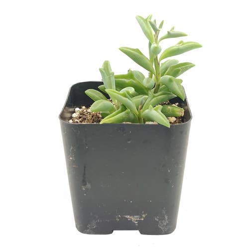 Best Plant Friend - Vente Succulentes - Collier de dauphins Senecio, succulente à suspendre, 2/4/6 pouces