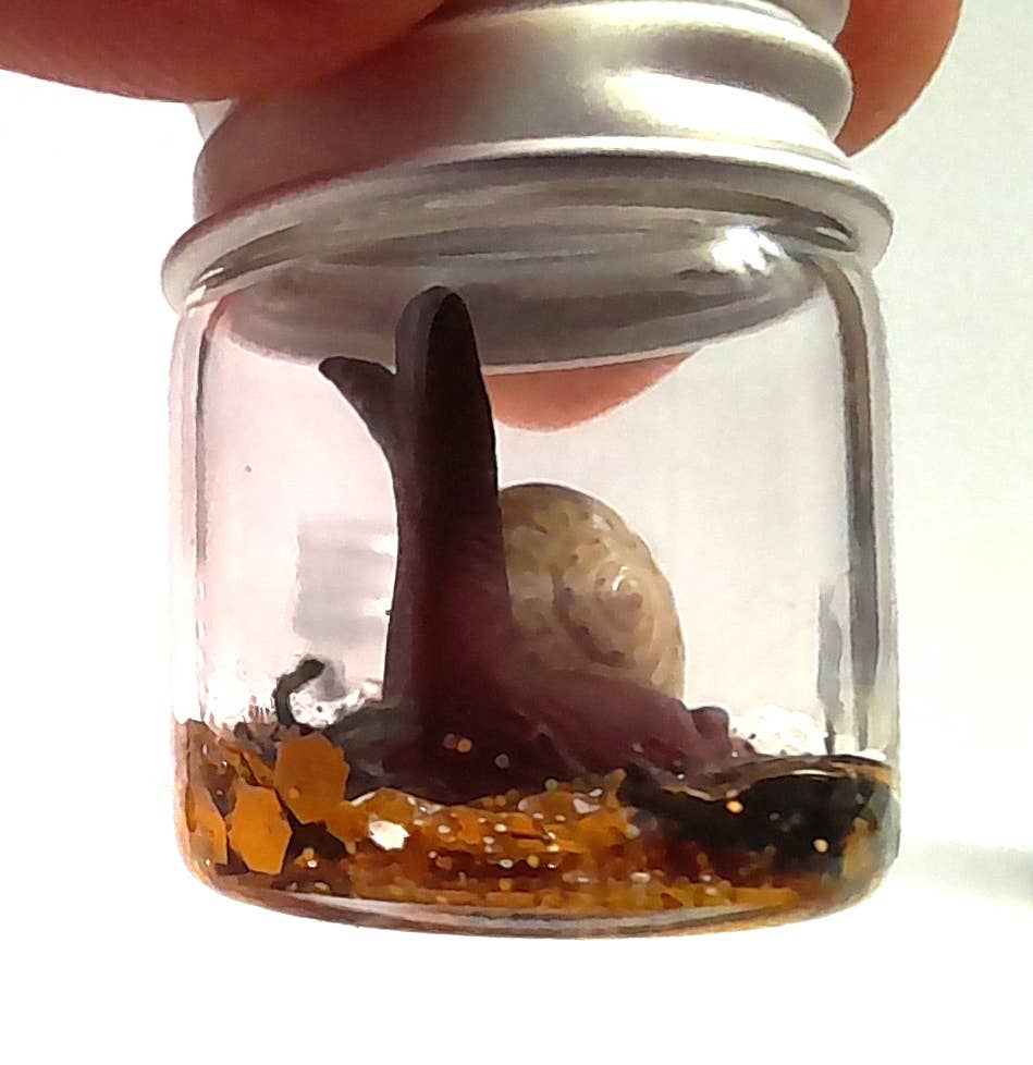 SUPERAWWWSOME - Wholesale Gag Gift/Novelty Gift - Snail Specimen Bottle, Dollhouse Miniature, nature gift jar10