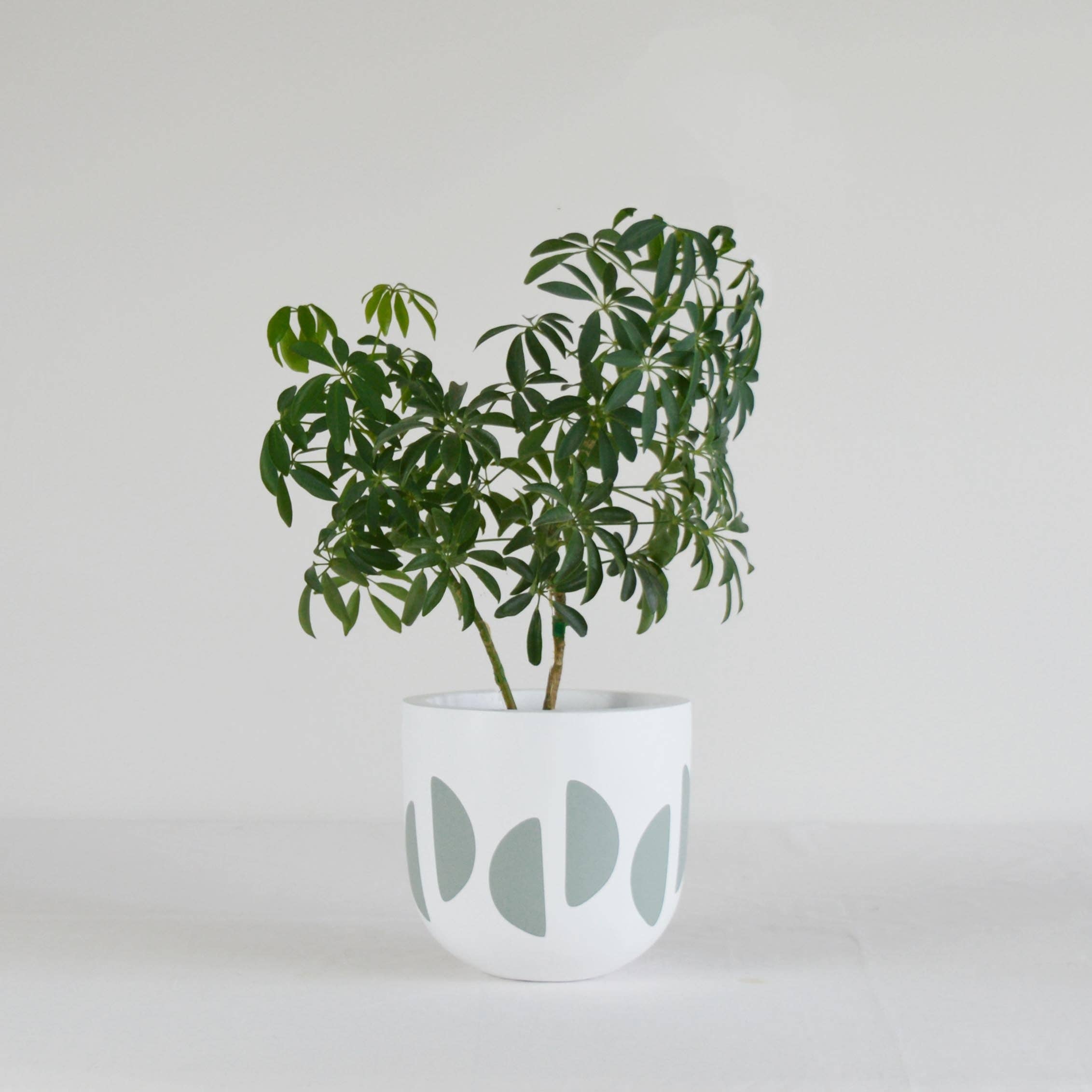 Common House Studio - Vente Pot - POT EN FORME DE CROISSANT | JARDINIÈRE5