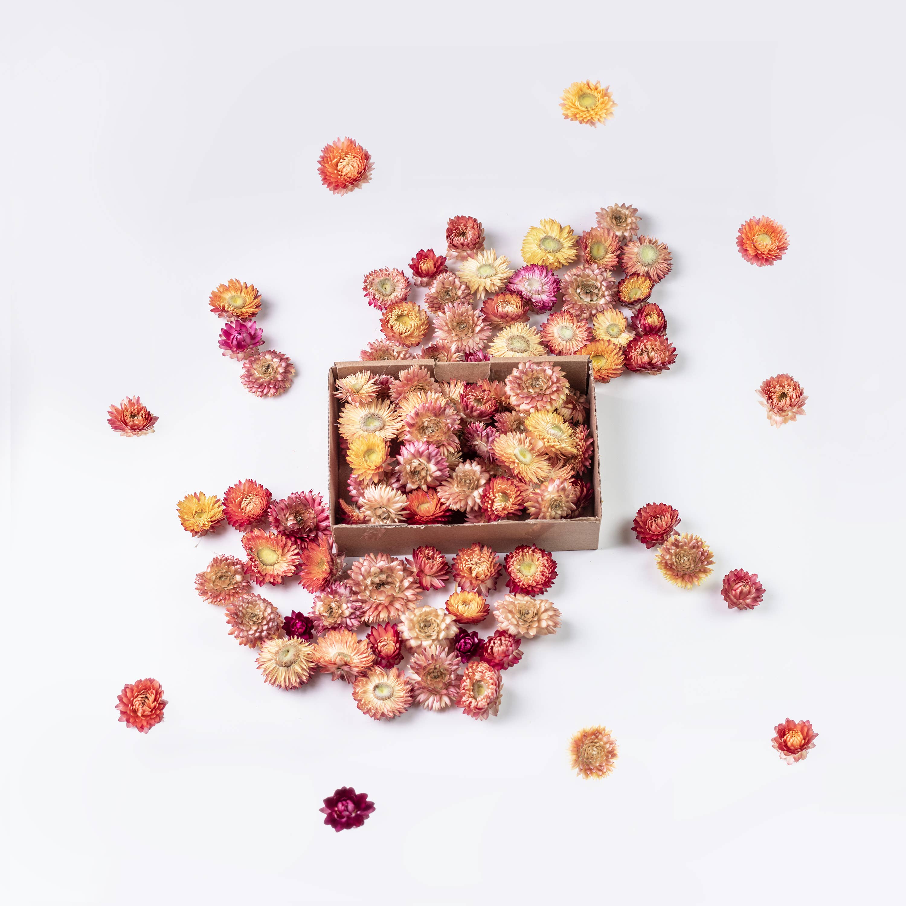 Kunstharz.Art - Vendita all'ingrosso Fiori secchi/pressati - Fiori di paglia essiccati Helichrysum per decorazioni artigianali13