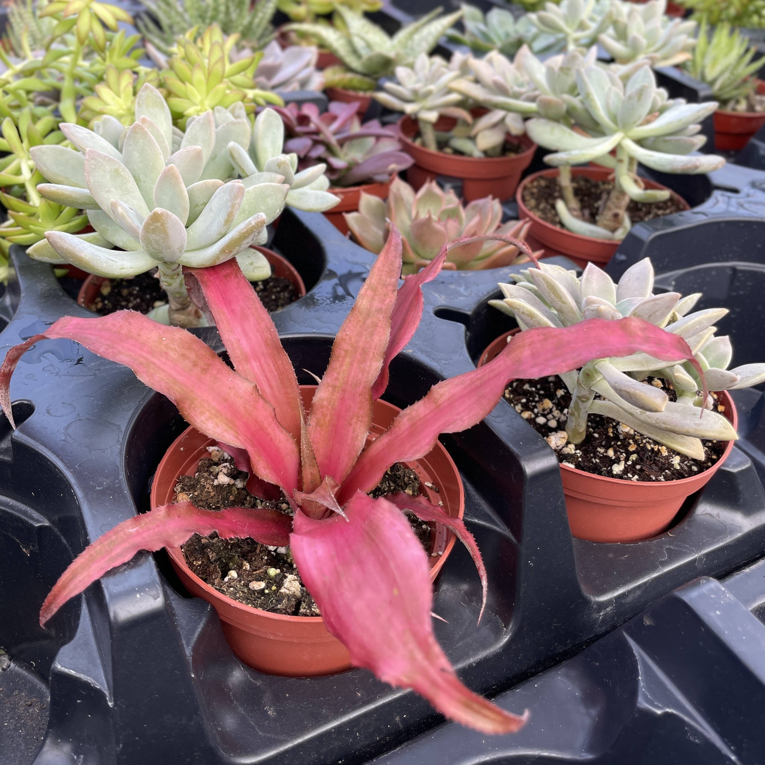 Thorsen's Greenhouse - Vente Plante - Plante Grasse Variée - Plante Vivante4