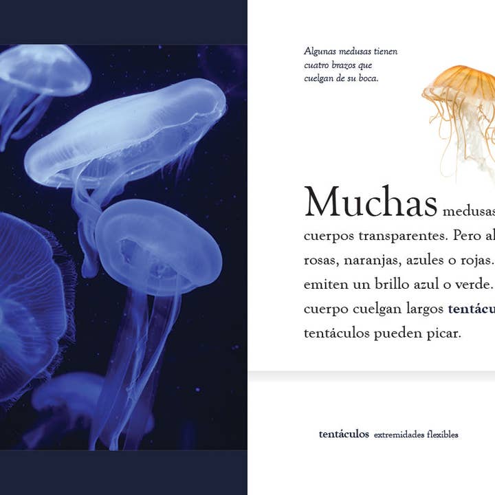 The Creative Company – Engroshandel Bog - Børn – Planeta dyr - Ny udgave: La medusa