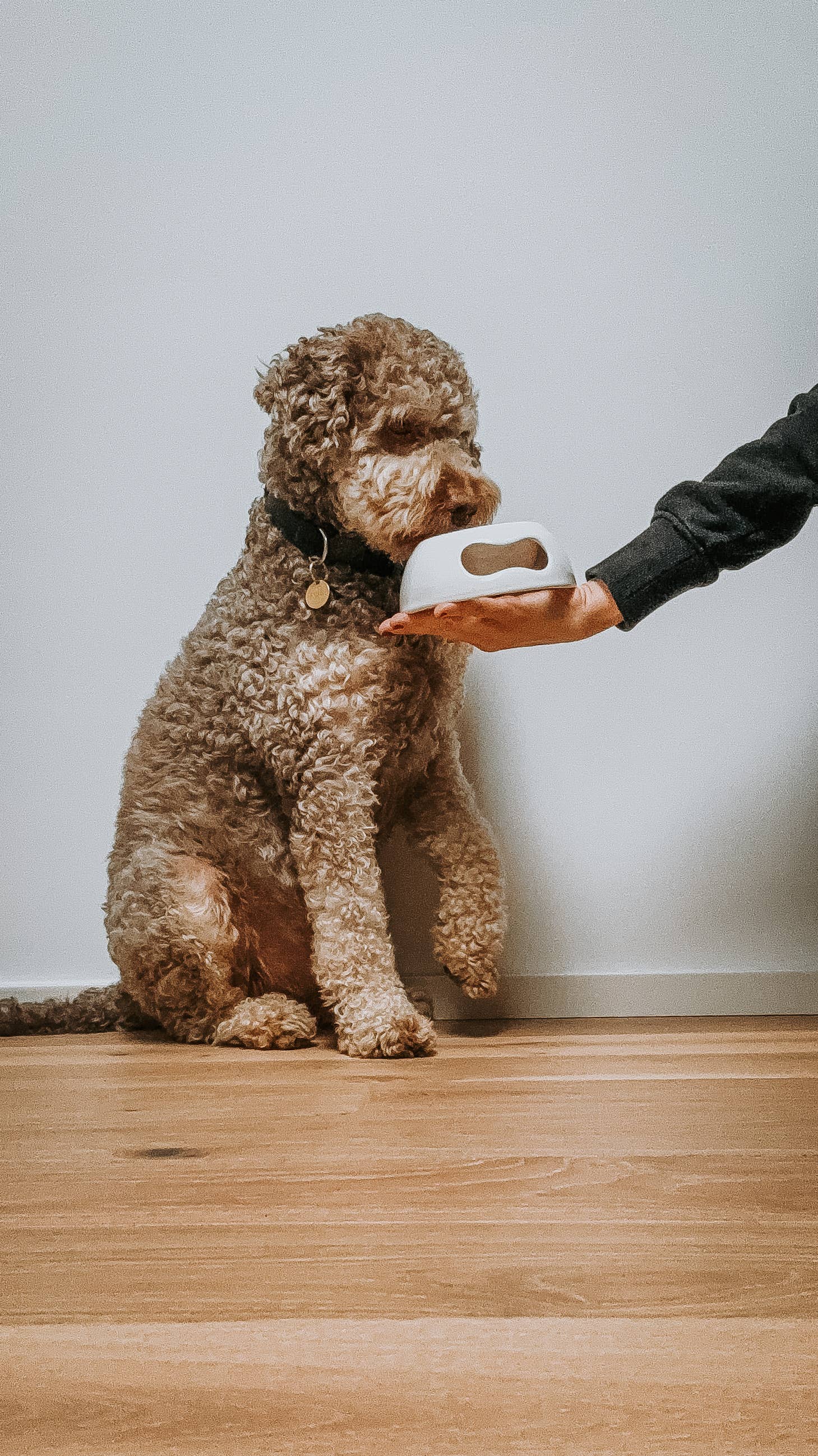 United Pets - Wholesale Pet Bowl - Cat/Dog - Extra small ceramic bowl for cats and dogs4