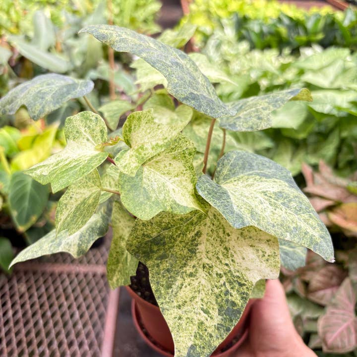 House Plant Wholesale WEST - Wholesale Live Plant - Ivy Tropical Blizzard - 6" Pot
