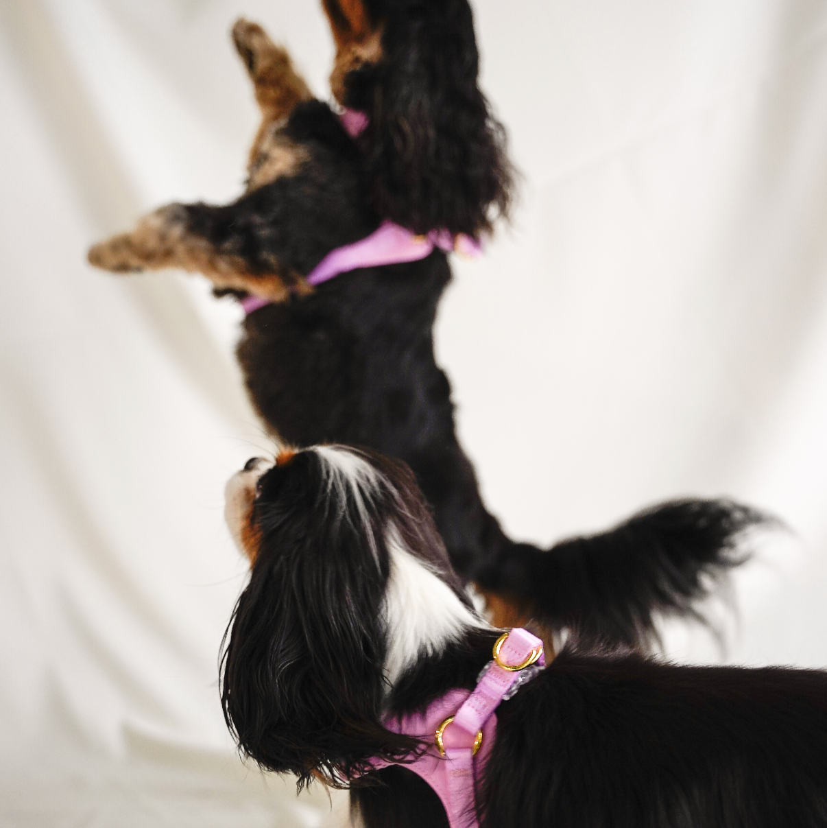 Cavology - Wholesale Pet Harness - Dog - DOG HARNESS EASY-O STEP IN HARNESS - Pink3