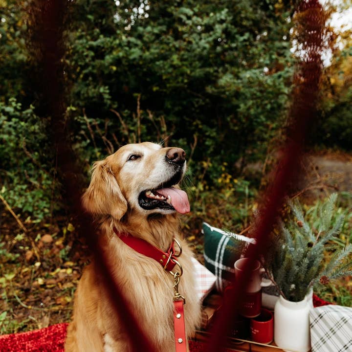 Ruff N' Fluff - Wholesale Pet Leash - Dog - 6 Ft. Adventure Proof Leashes12