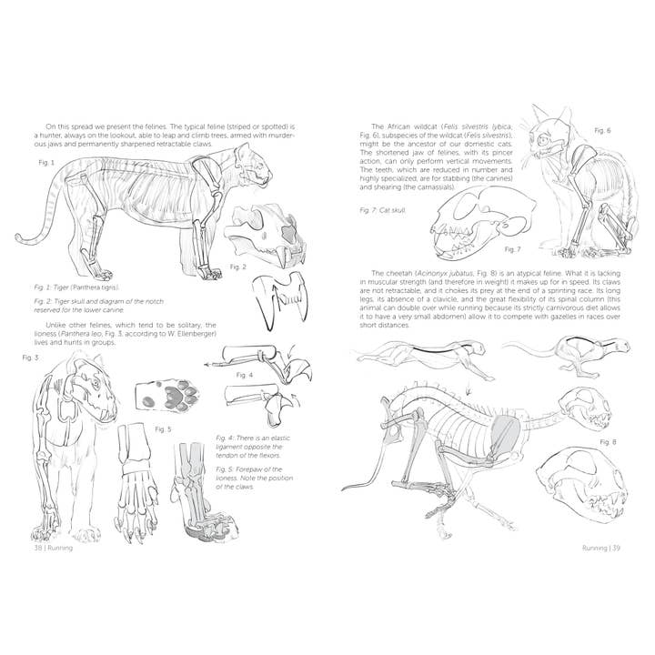 Rocky Nook - Wholesale Arts & Entertainment - Morpho: Mammals3