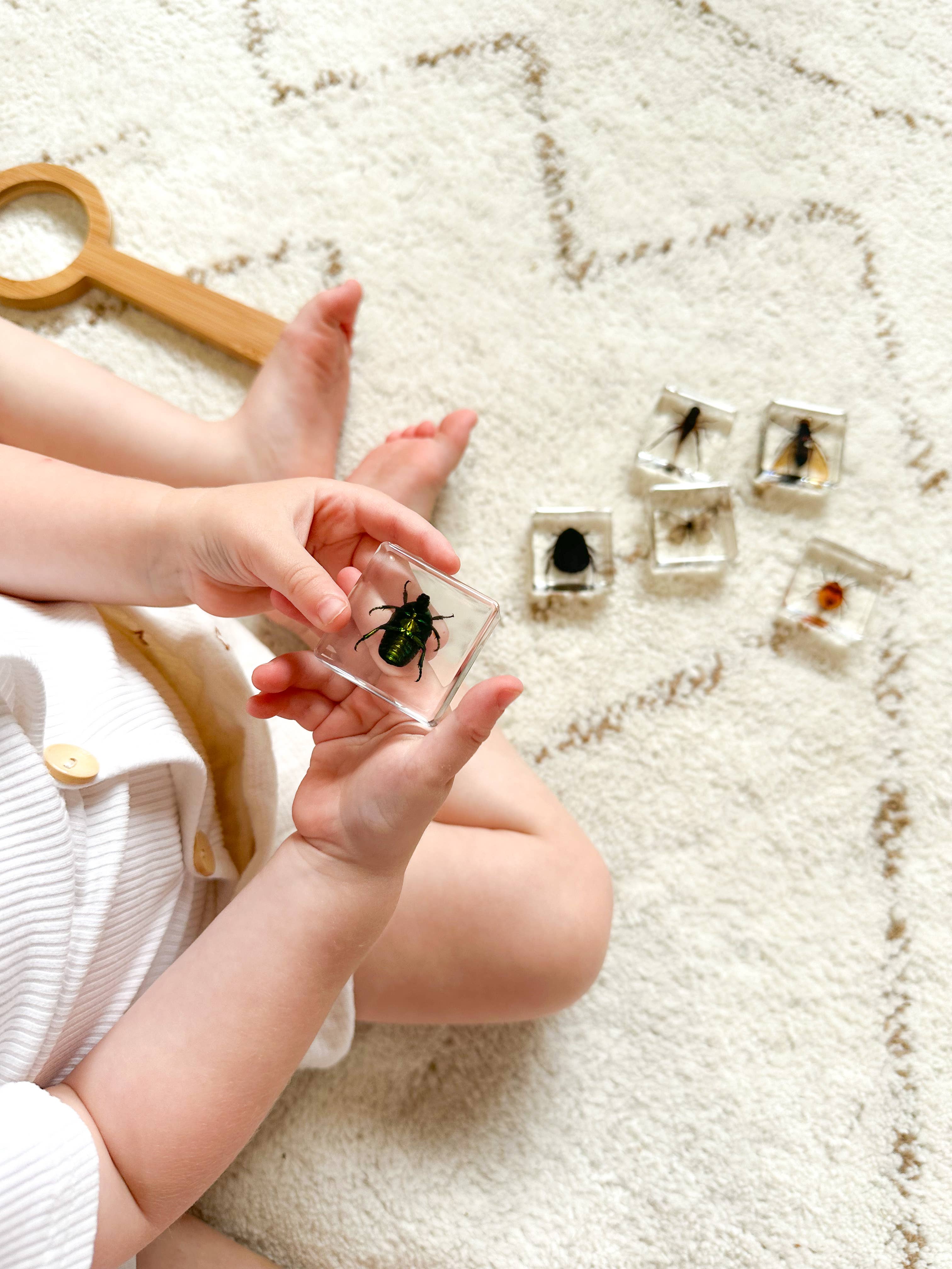 Our Earth Life – wholesale Dekorativt bordsobjekt – Set med undersökande insektsprover1