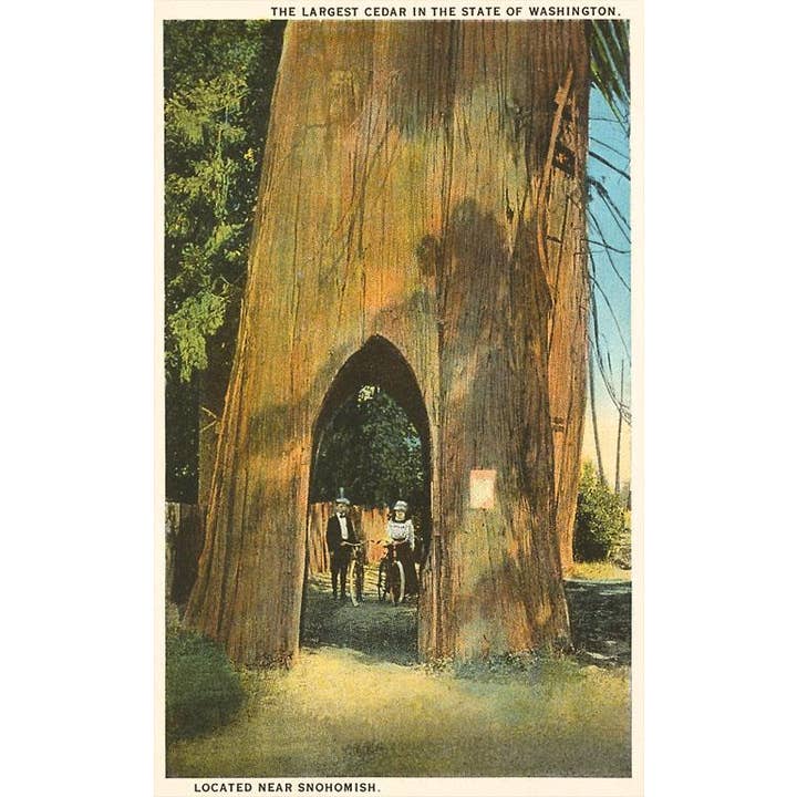 Found Image Press - Vente Aimants - Aimant WA-91 Plus grand cèdre près de Snohomish