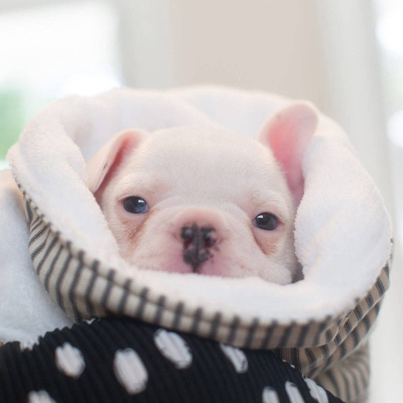 Lords and Labradors - Vente Couverture – chien - Couverture pour chien et chiot à pois et rayures13