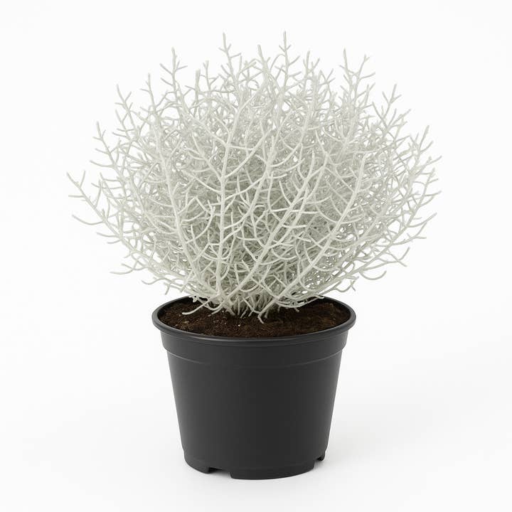 Oasis of Life - Wholesale Live Plant - Calocephalus brownii (spiky wire plant / silver wire / lattice herb) – 30cm – Ornamental plant with silvery foliage – For beds, balconies & bowls – Sunny to semi-shaded – Easy to care for, not winter-hardy