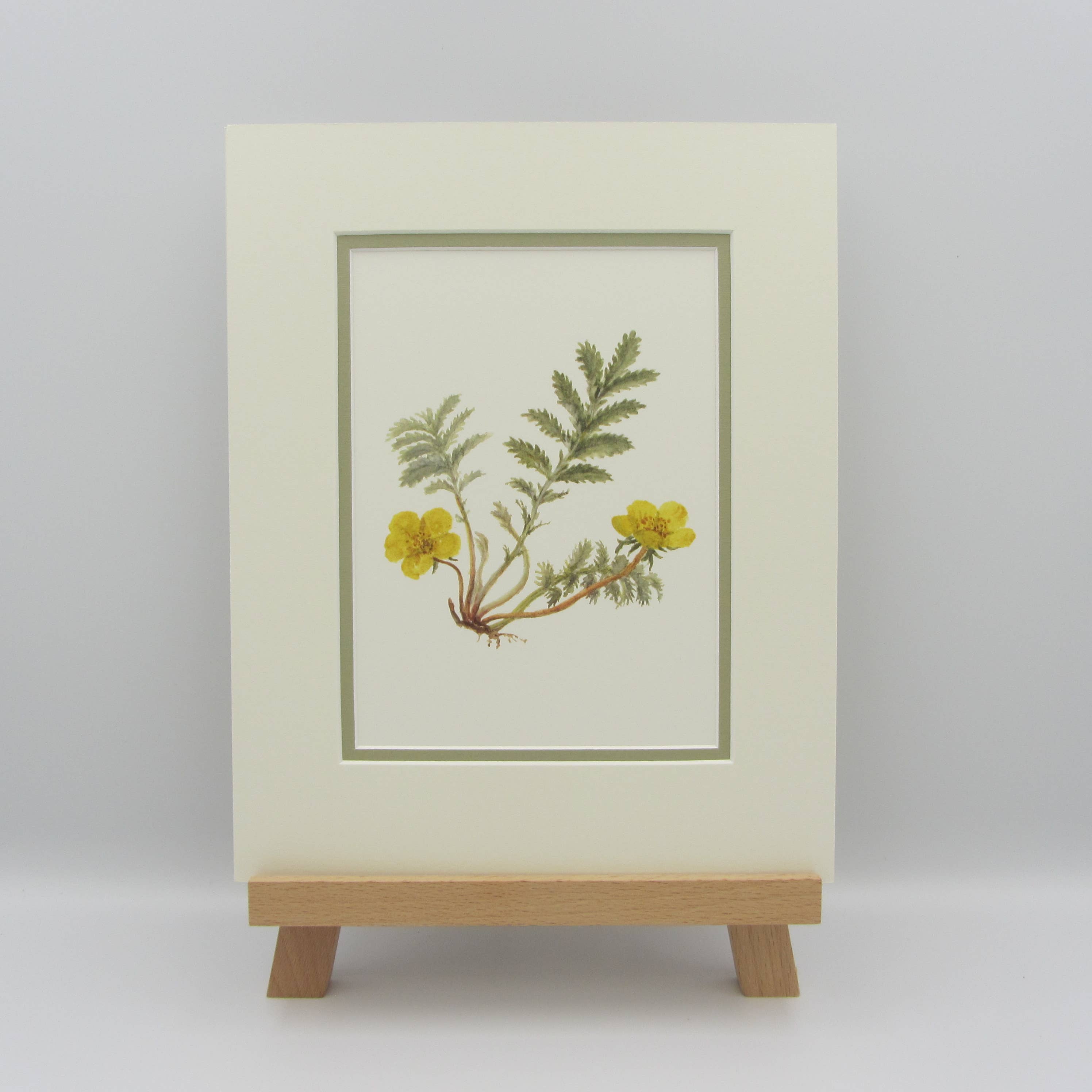 Sophia Davenport - Wholesale Art Print - Wildflower Watercolour Mounted A5 Prints7