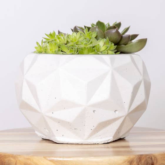 Vaso Natural Dino (grande) per la vendita all'ingrosso da parte di Eché pots