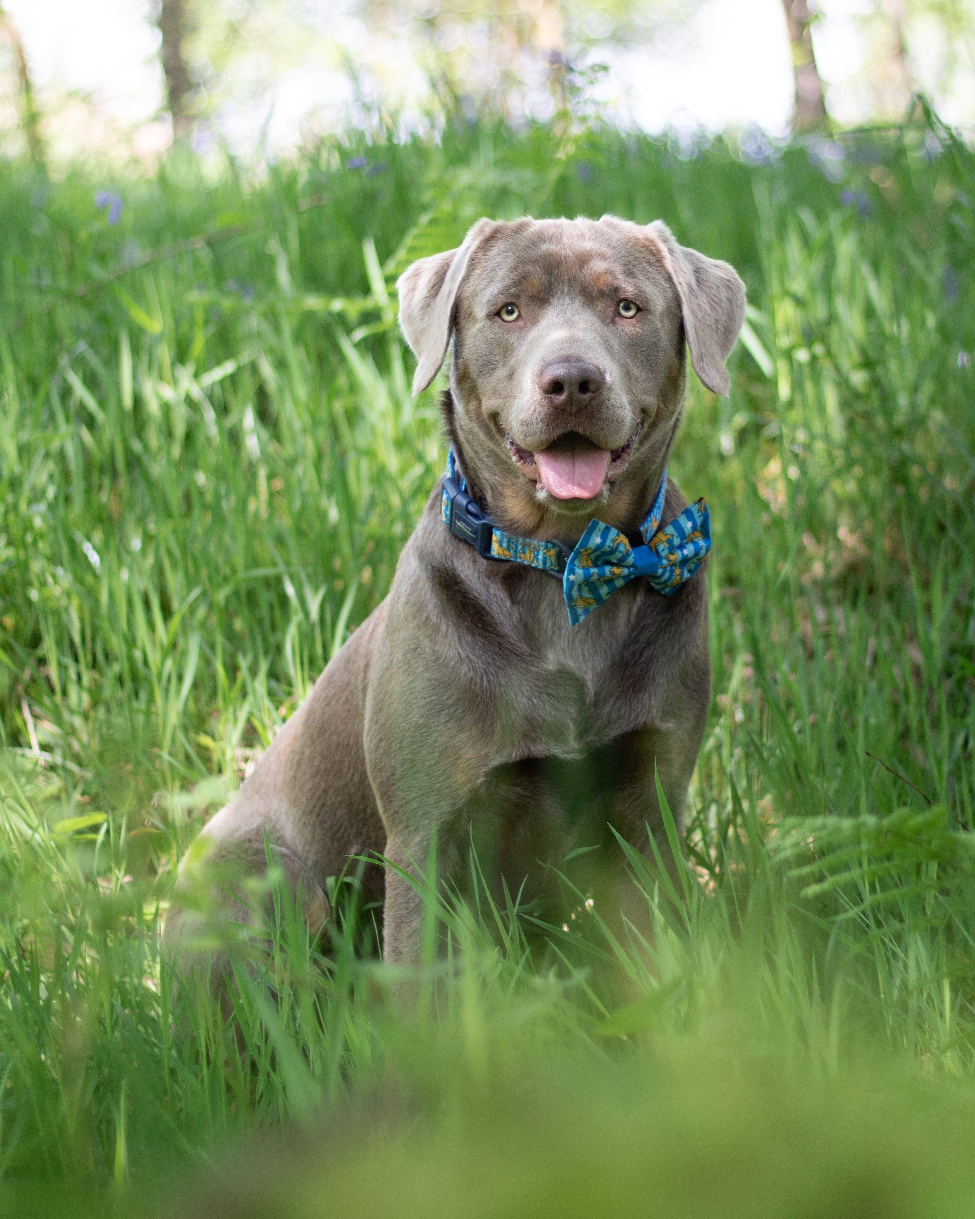 Pawsome Paws - Wholesale Pet Collar - Dog - Disney© Collar - Simba2