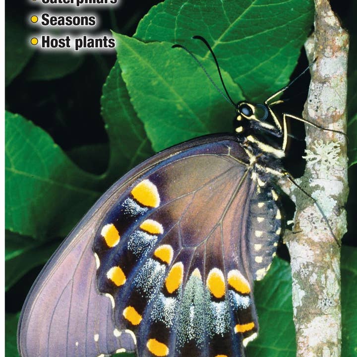 Quick Reference Publishing, Inc - Wholesale Nature Guide - Butterflies of Southeast Texas