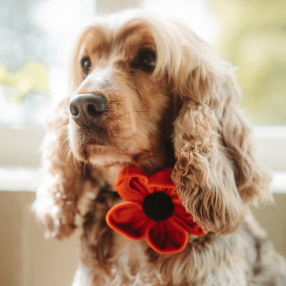 Cocopup London – wholesale Pet collar – Dog – Poppy Collar Flower9