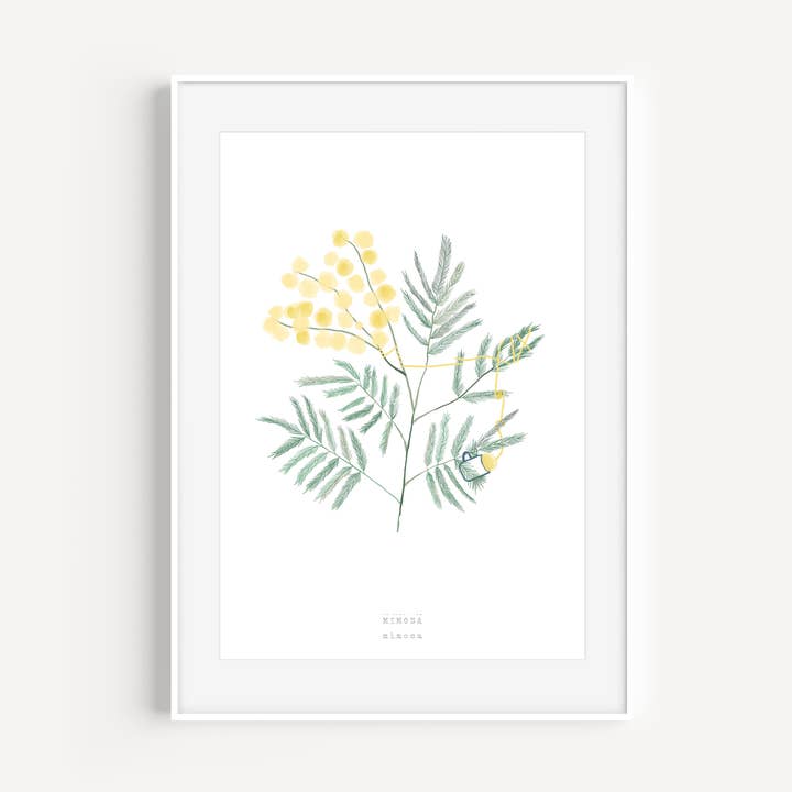 FLOWERS & PLANTS - MIMOSA for wholesale by Raccontin