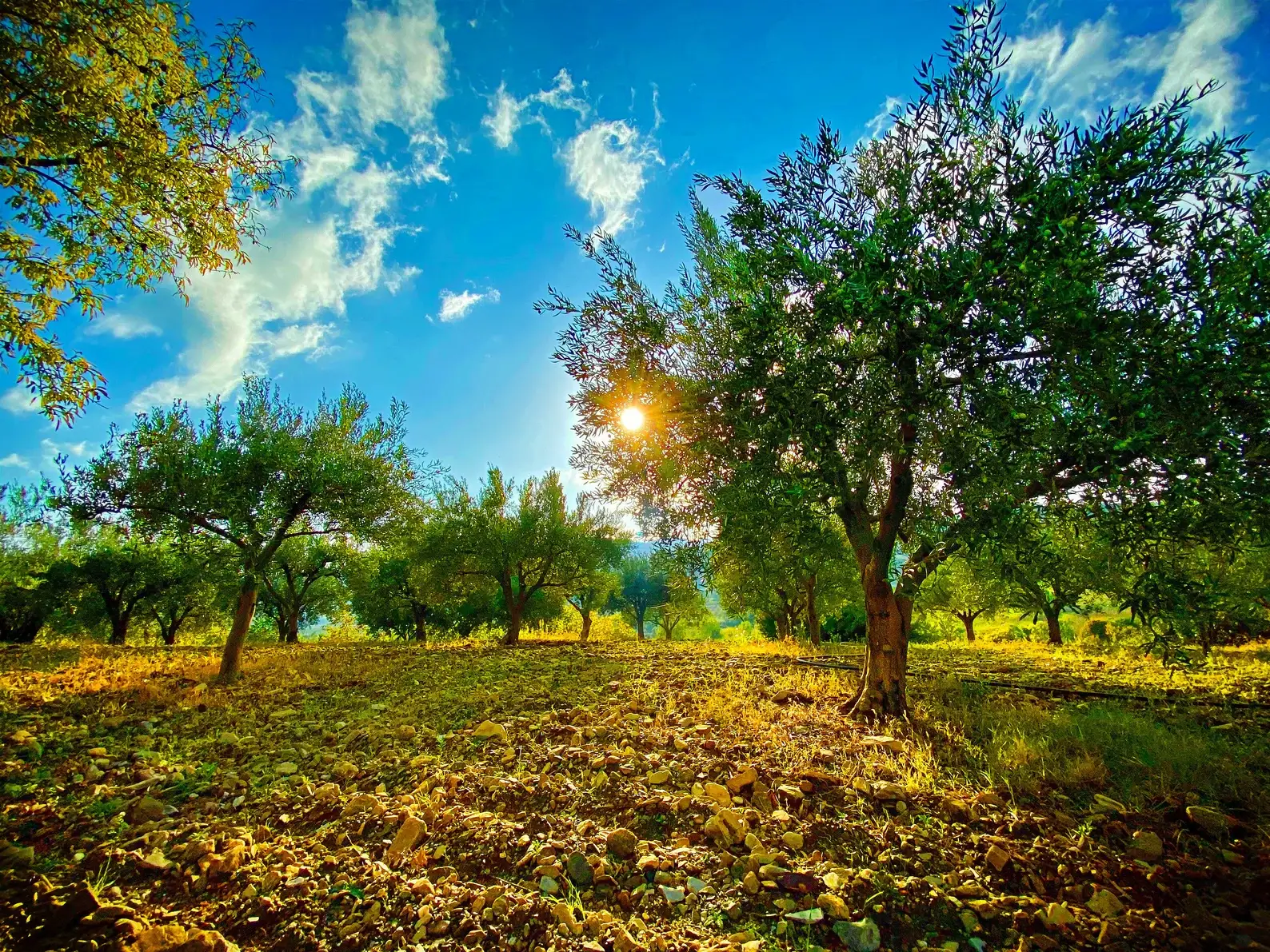 BellaTerra - Vente Huile d'olive - Monte Etna D.O.P. 250ML - Huile d'olive extra vierge4