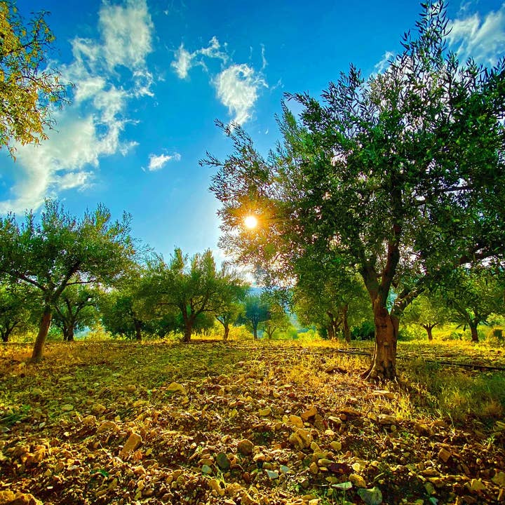 BellaTerra - Vente Huile d'olive - Monte Etna D.O.P. 250ML - Huile d'olive extra vierge4