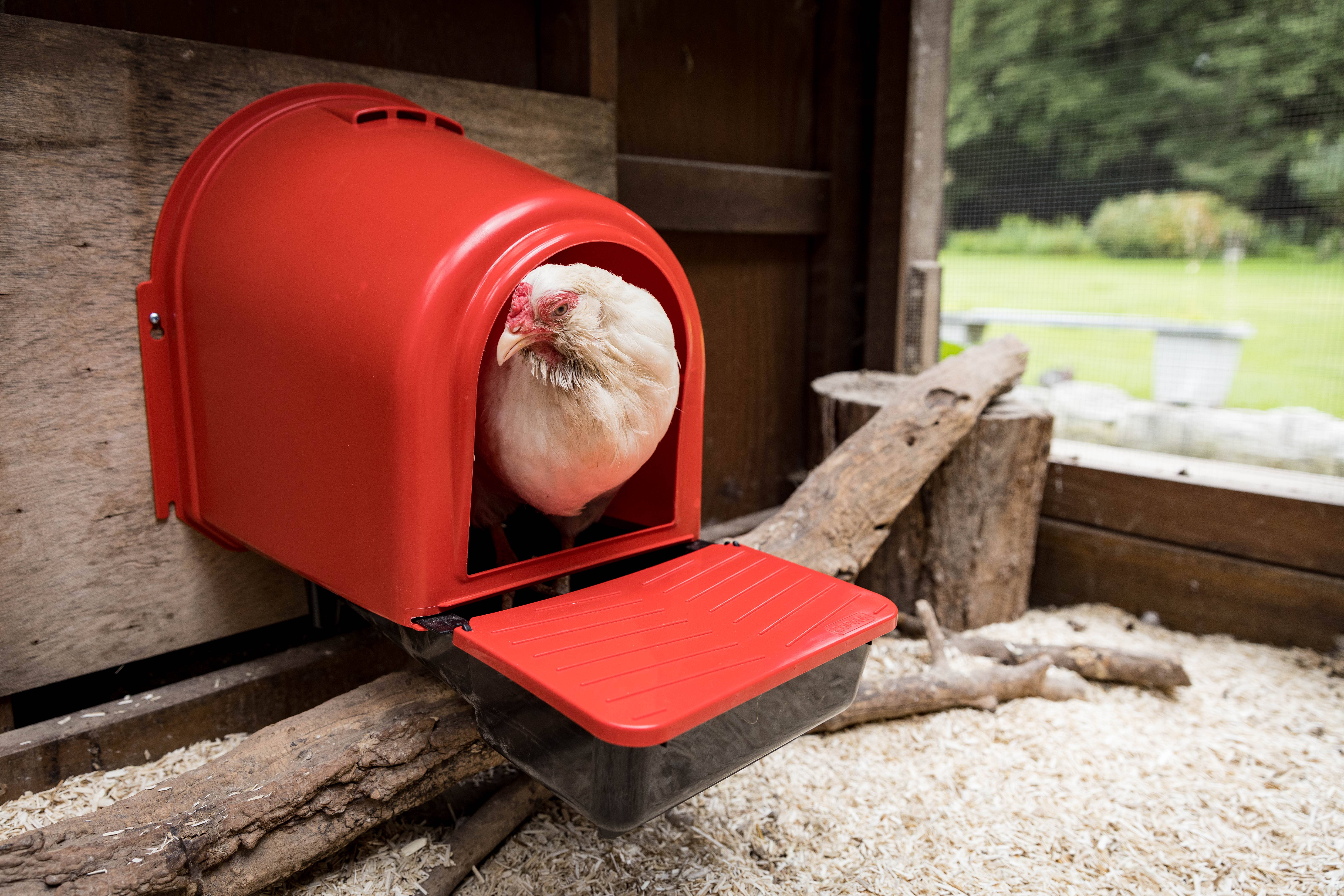 My Favorite Chicken - Wholesale Pet Bowl - Cat/Dog - Layer Kit: Feeder, Drinker, Nest Box, Feed Scoop, Egg Carton3