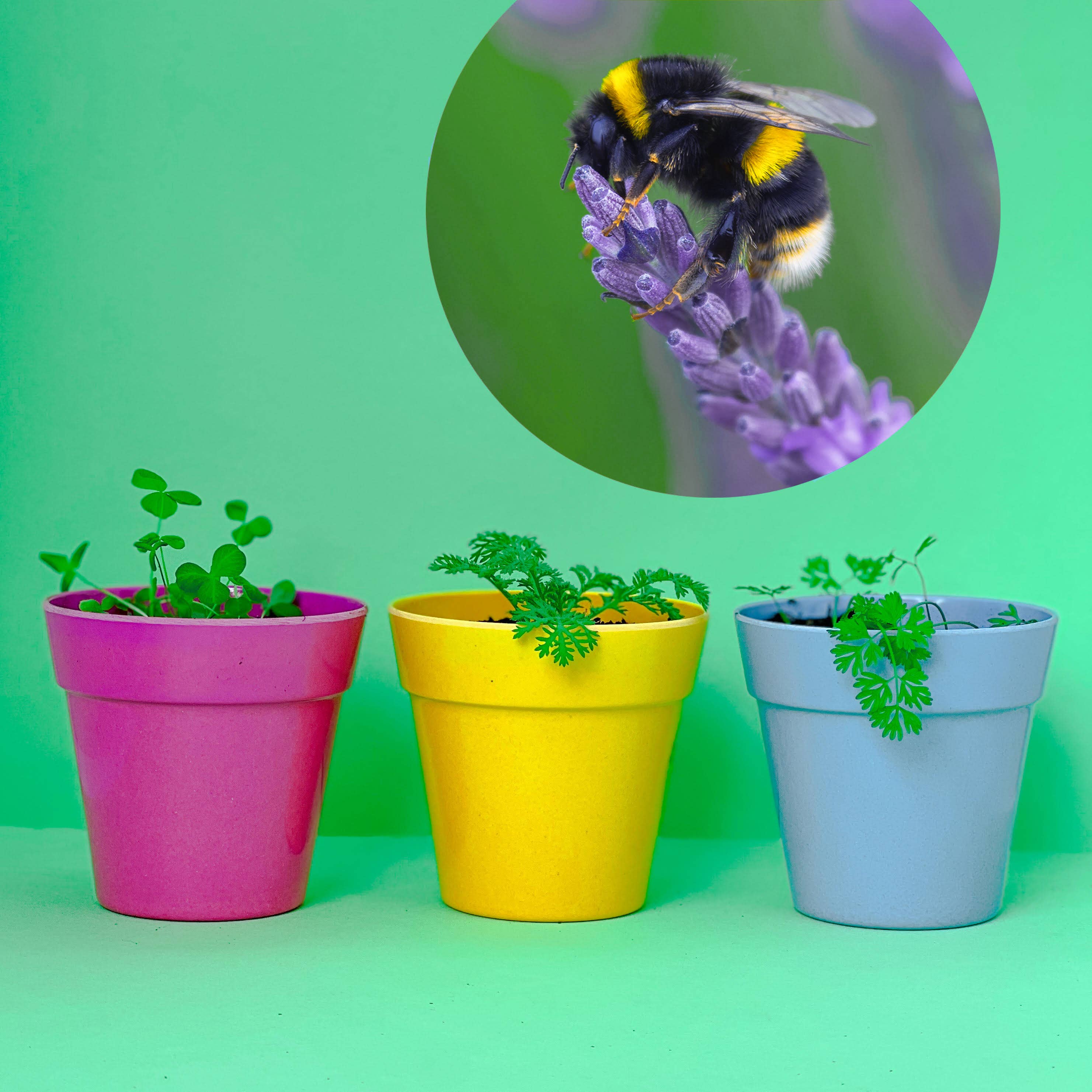 Seedball - Wholesale Plant Seeds - Bee Mix Seedball Tin6