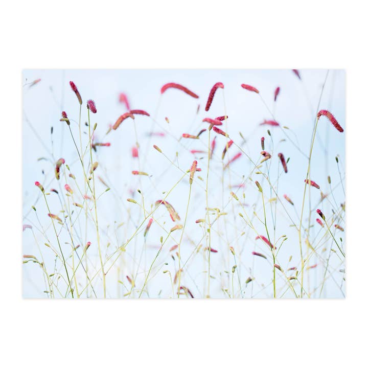 Carte postale "Petite pimprenelle IV" pour la vente par paruspaper. nutzfeine papeterie