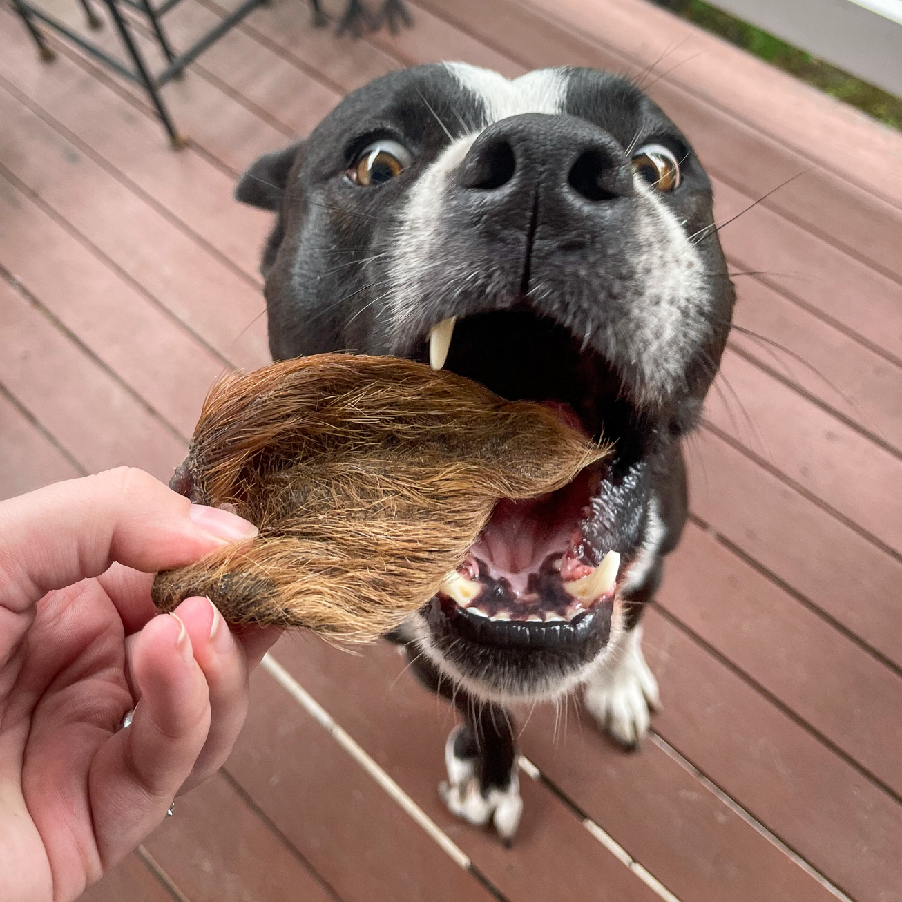 Rover Pet Products - Wholesale Pet Treats - Dog - Don't Be Boaring - Boar Ears1