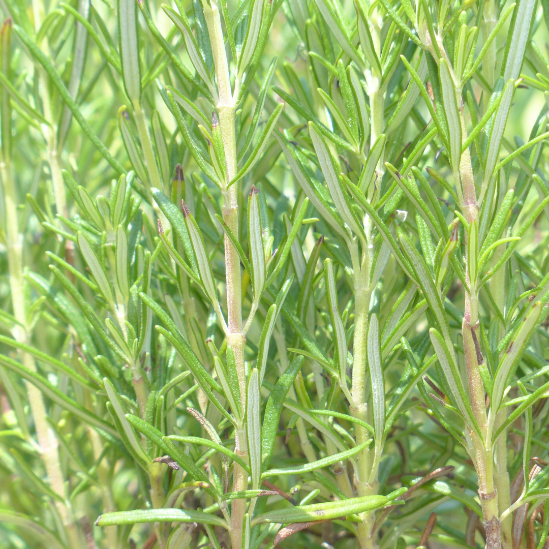 Salt Azur - Wholesale Zout - Rozemarijnzout2