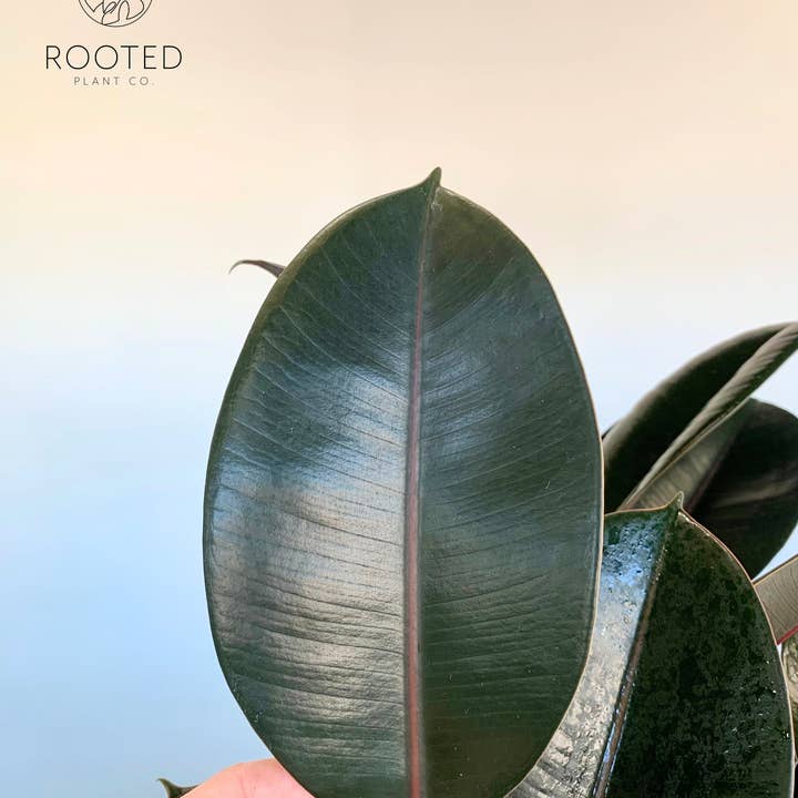 Rooted Plant Co. - Wholesale Fertilizer - Lemongrass Neem Oil Plant Spray