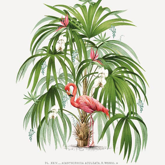 Summer Thornton (Flamingo Palm) Canvas for wholesale by The Art Group