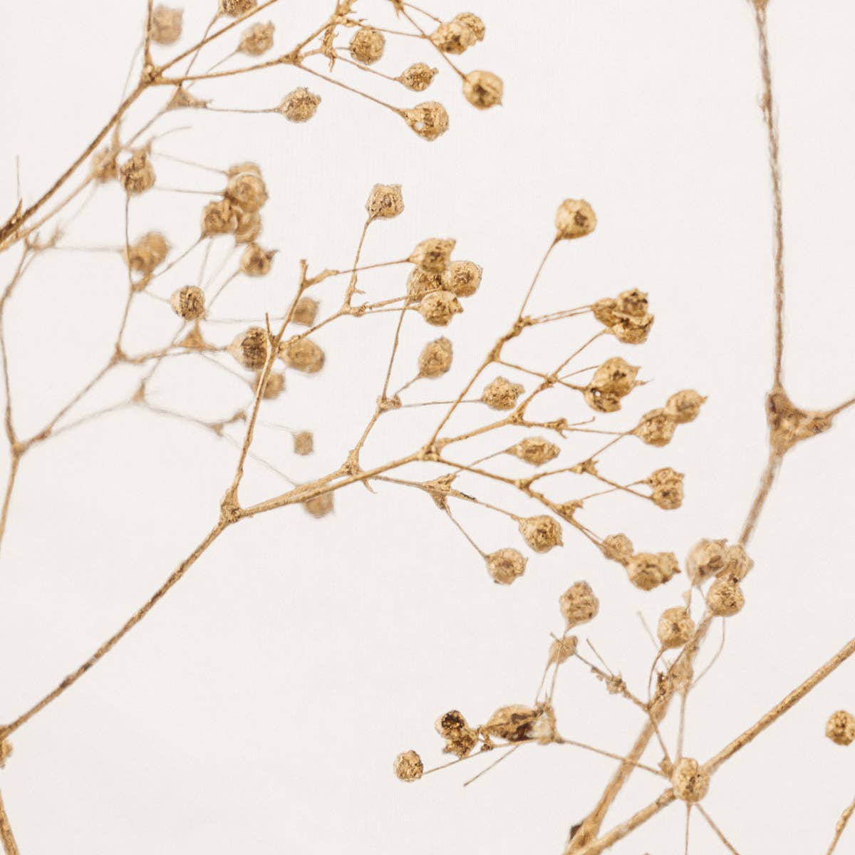 Theophile Berthon – Großhandel Pflanzen – Das Herbarium Schleierkraut Gold - XL-Glas - eingetauchte Pflanze1