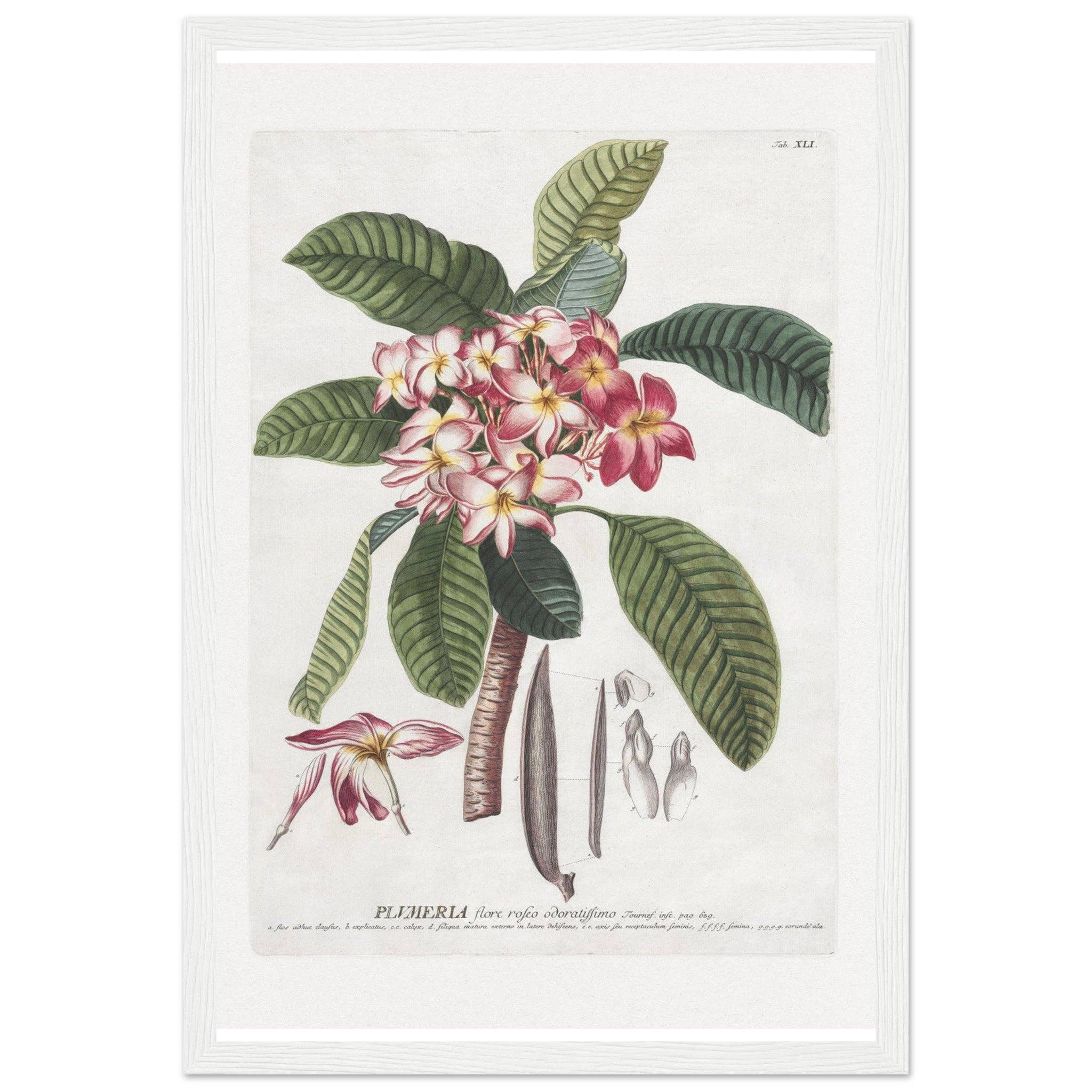 Maison de Paloma - Vendita all'ingrosso Stampa artistica - Plumeria11