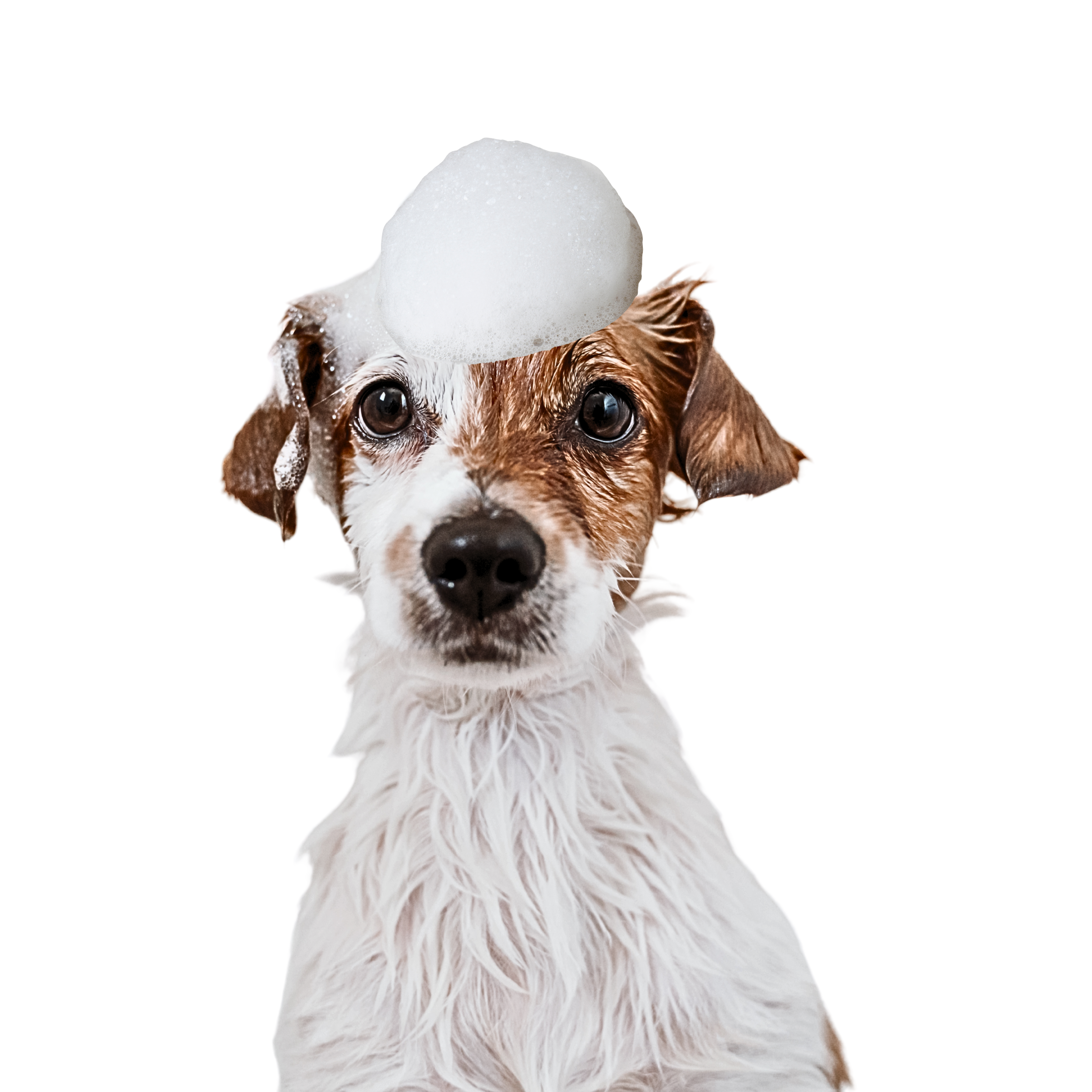 Mettalusso Inc - Vente Shampoing – chien - Mettalusso Plus Shampooing Mousse Végétalien Sans Eau pour Animaux3