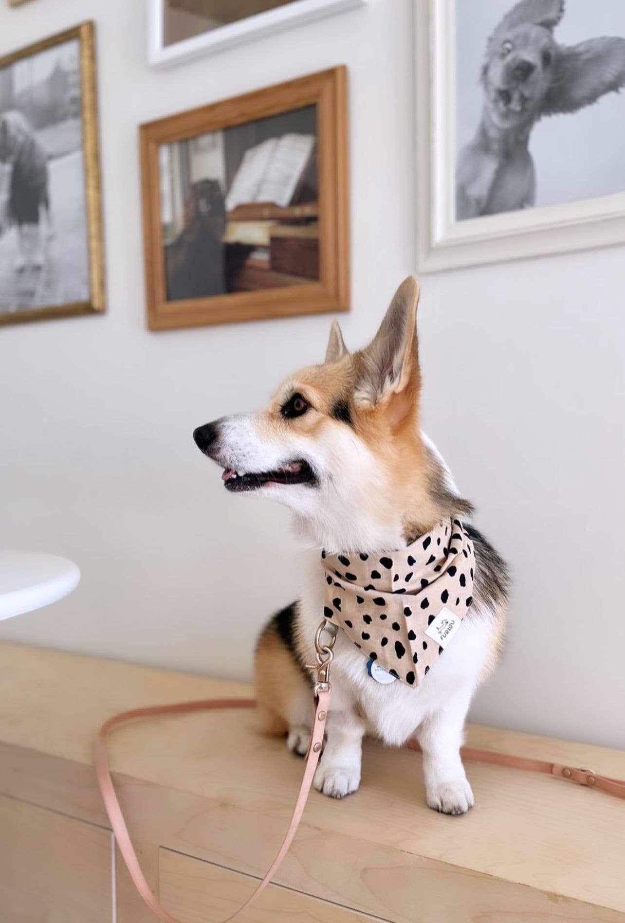 The Paws - Wholesale Pet Bandana - Dog - Custom Labels in Cotton Canvas4