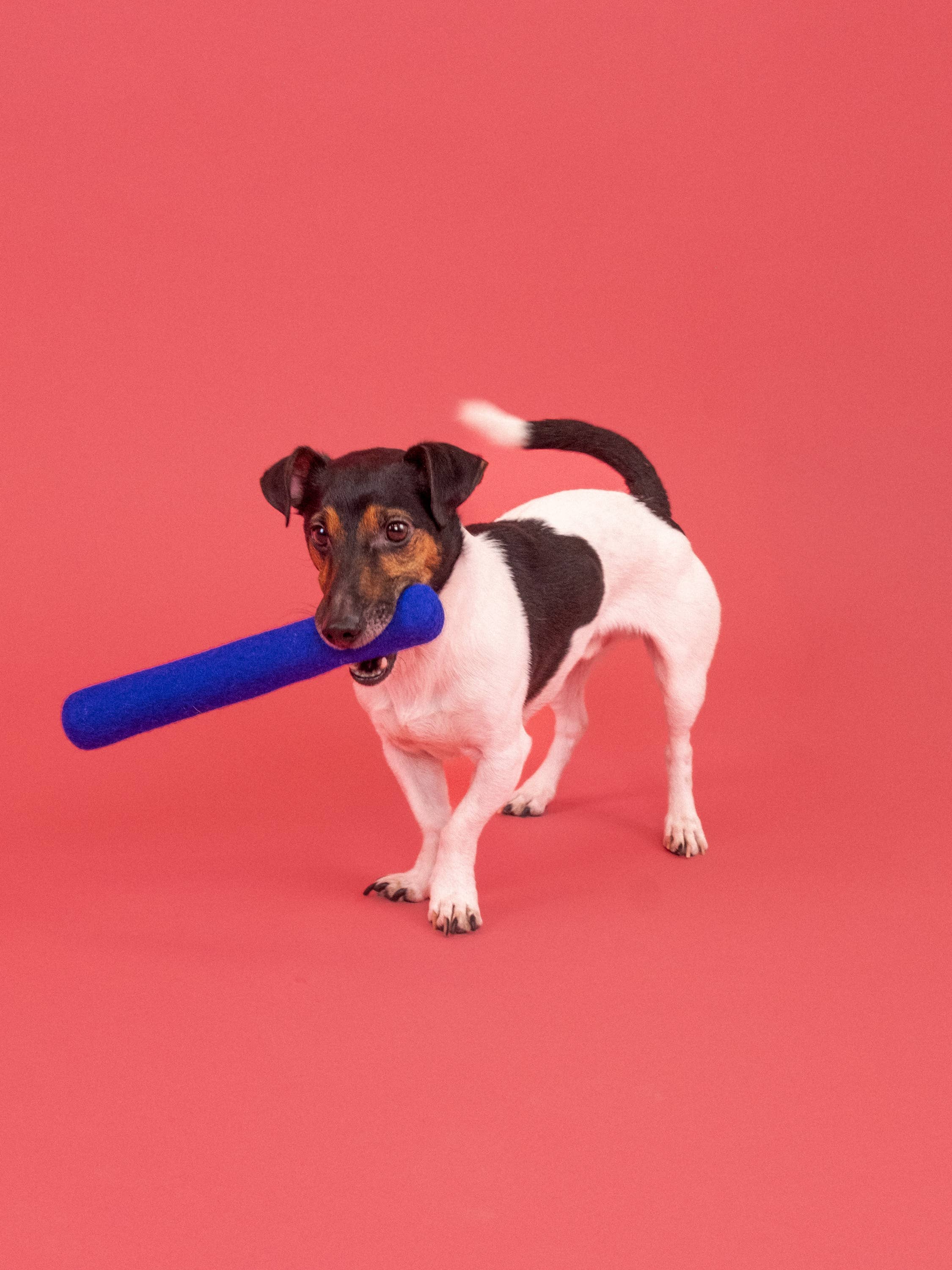 myfelt - Vente Jouet à mâcher – chien - Jouet pour chien en feutre - stock1
