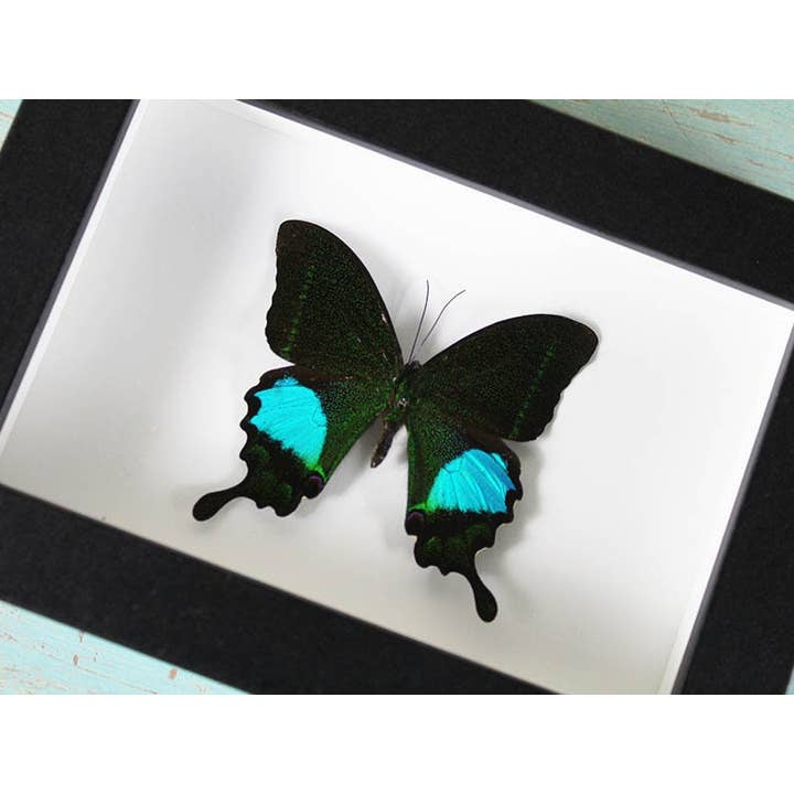 Påfågelparis i en ram för wholesale av Newman Art Designs