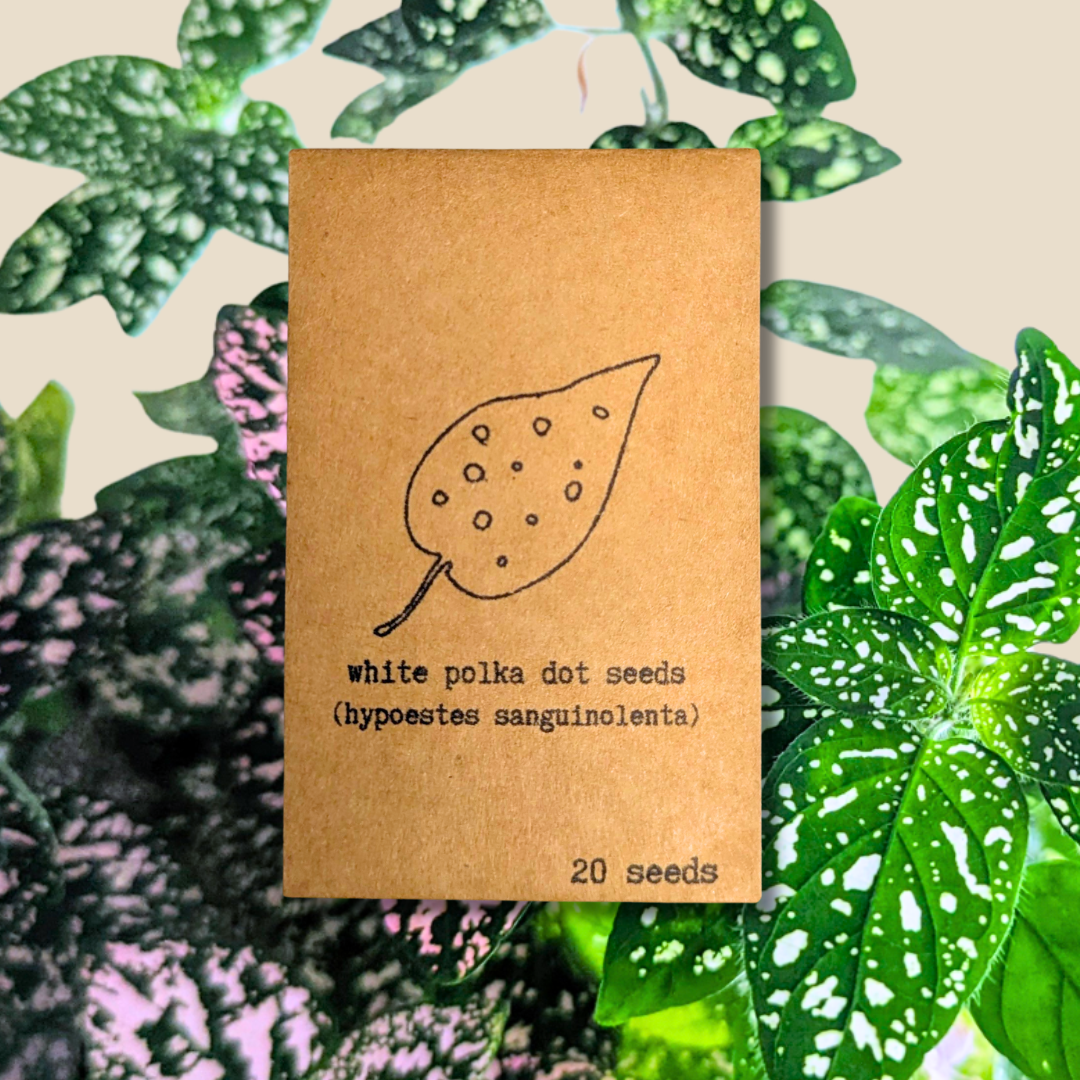 Plantflix - Vente Graines de plantes - Graines de plantes d'intérieur et de plantes tropicales3