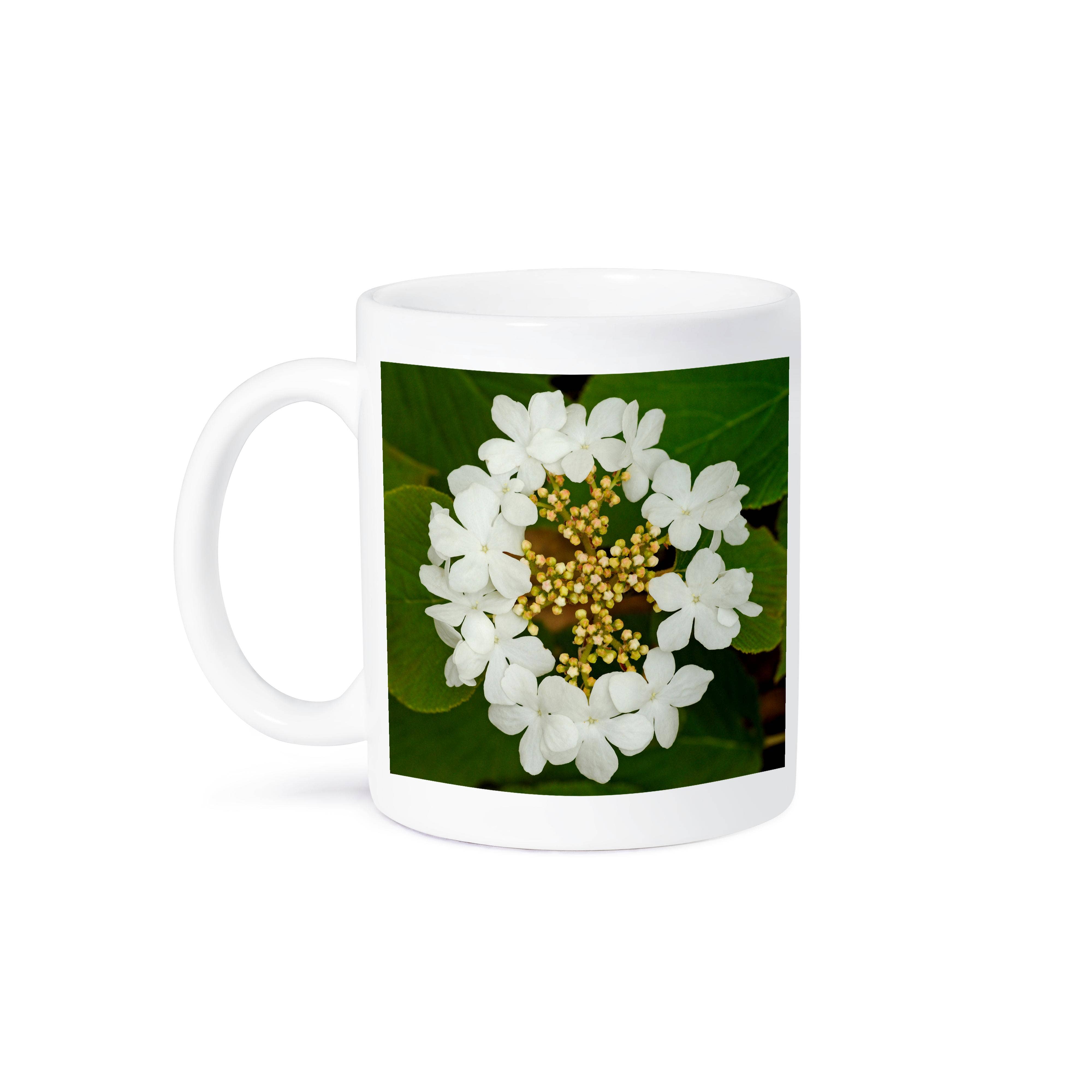 3dRose - Wholesale Coffee Mug - 3dRose, Canada, Ontario, Dorset. Flowers on hobblebush shrub., Mug8