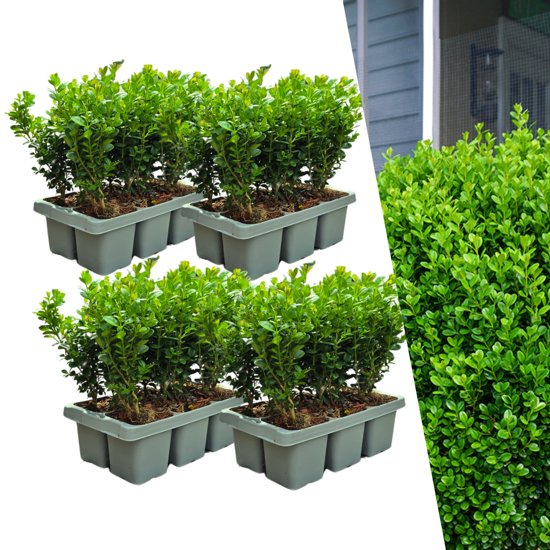 Oasis of Life – wholesale Live plant – Boxwood – Buxus NewGen Freedom – 24 plants – Ø7 cm – approx. 15 cm high – hardy & fungus resistant – ideal for hedges & topiary0
