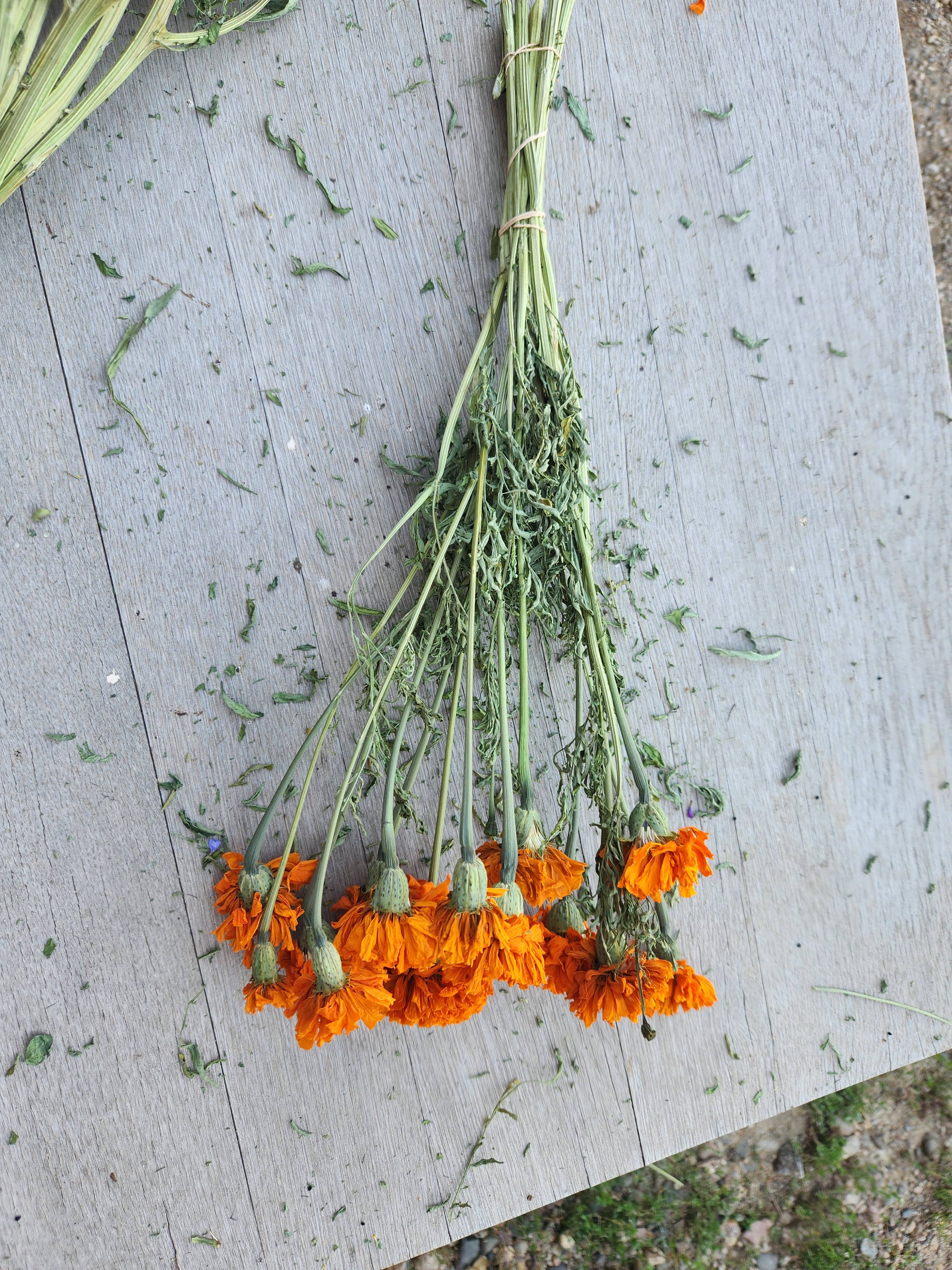 Alissas Flower Farm - Vente Fleur séchée/pressée - Soucis séchés7