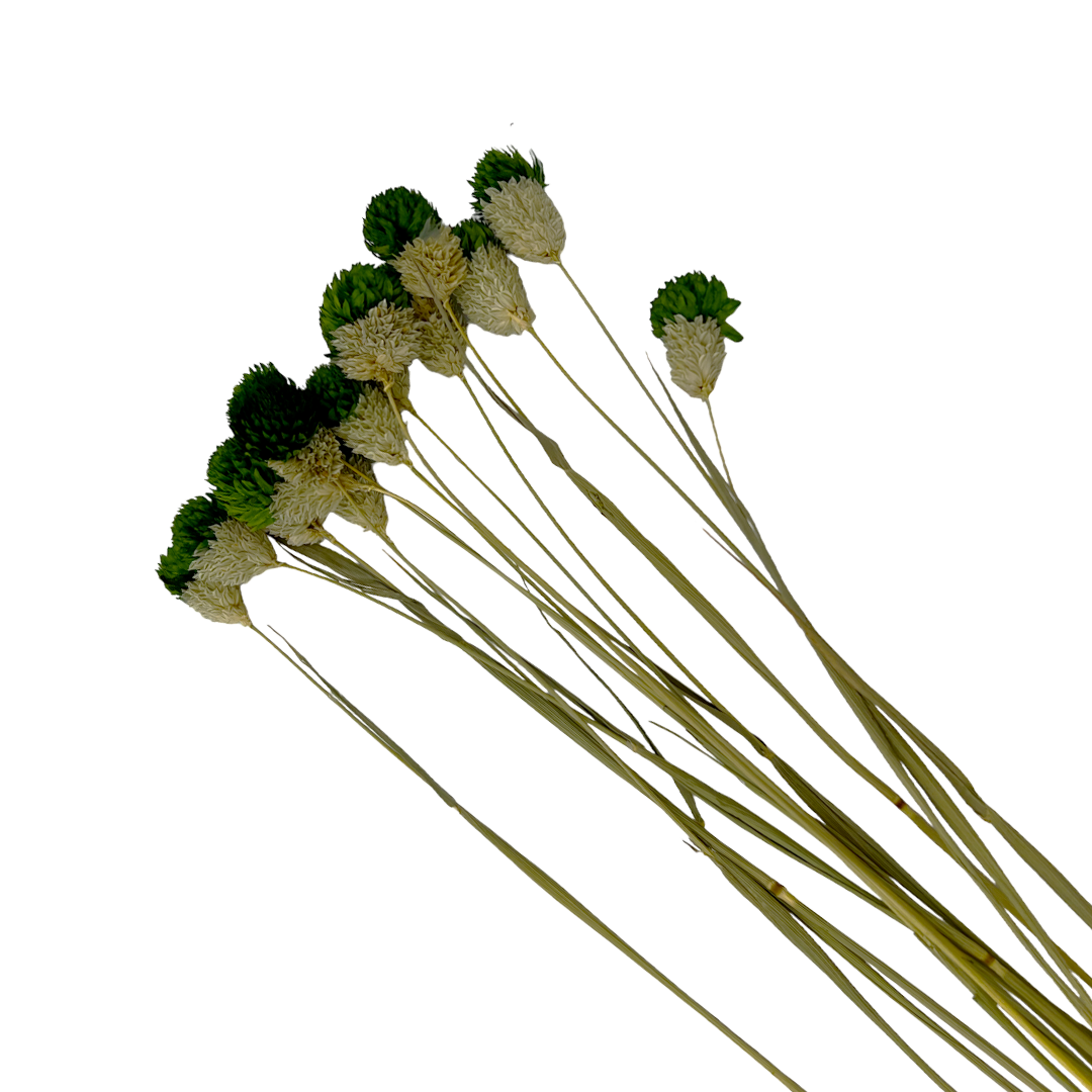 2626 Designs – Engroshandel Tørrede/pressede blomster – Tørret Gomphrena Globosa, 56-61 cm lang, 16 stk/bundt12