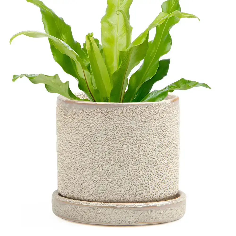 Chive UK - Wholesale Plant Pot - Minute  Handmade Ceramic Planter Indoors Pot With Saucer3